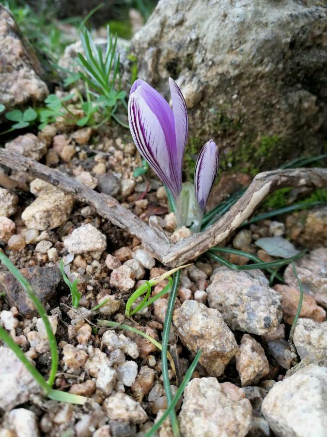 Il Giardino All'Angolo Villacidro Kültér fotó